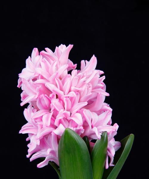 各色风信子的花语有哪些？它们分别代表什么？