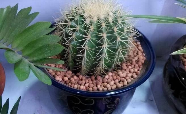 仙人球金琥的花语是什么？它有何寓意？