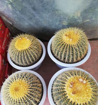 仙人球金琥的花语是什么？它有何寓意？