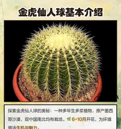 仙人球金琥的花语是什么？它有何寓意？