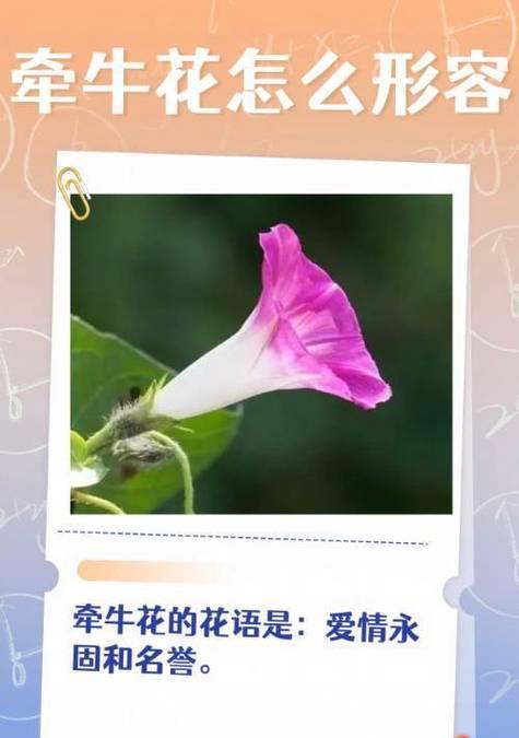 哪种花的花语是关于朋友的？它代表了什么？