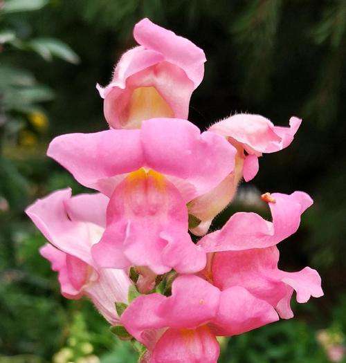 所有花和草的花语有哪些？它们分别代表什么？