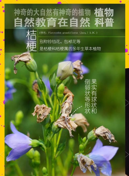 所有花和草的花语有哪些？它们分别代表什么？