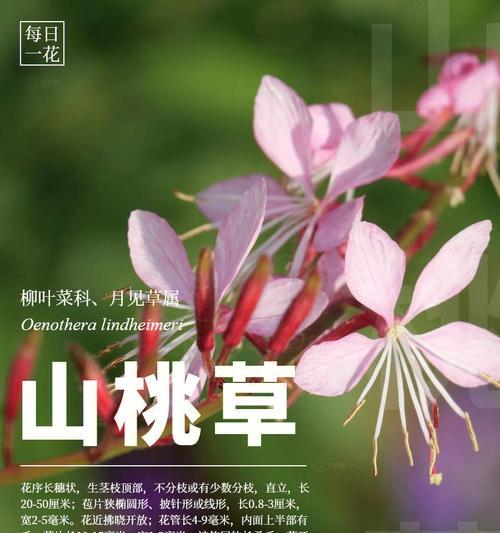 所有花和草的花语有哪些？它们分别代表什么？