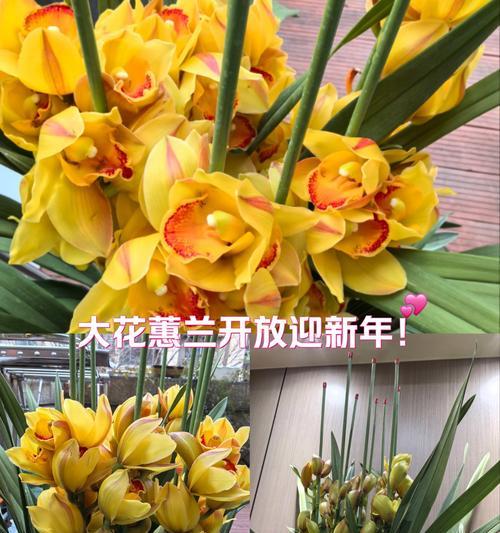 惠兰的花语和寓意是什么？它象征着什么？