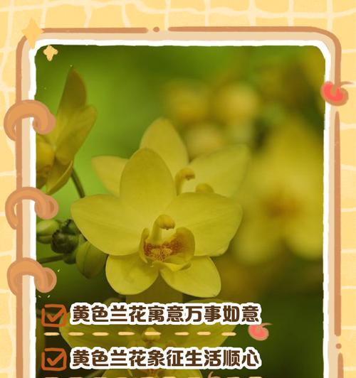 惠兰的花语和寓意是什么？它象征着什么？
