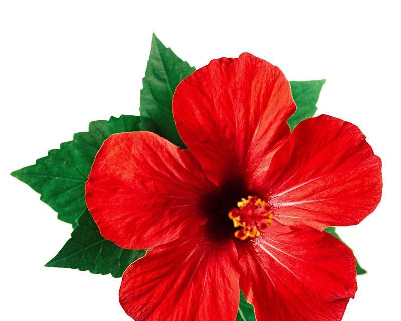 红色木槿花的花语有哪些含义？