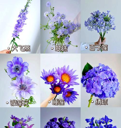 小孩子适合了解哪些花语？