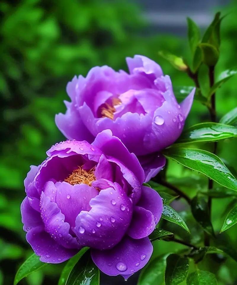 牡丹花的花语和特点介绍？