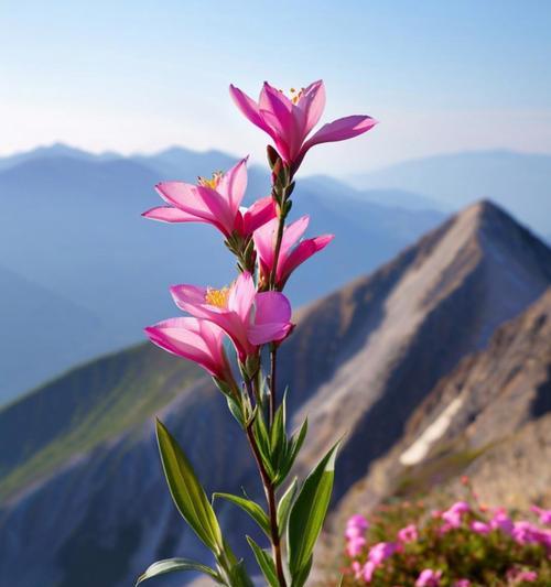 哪种花的花语象征着山？