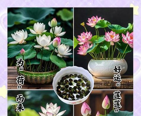 姬凤梨的花语和寓意有何特别之处？