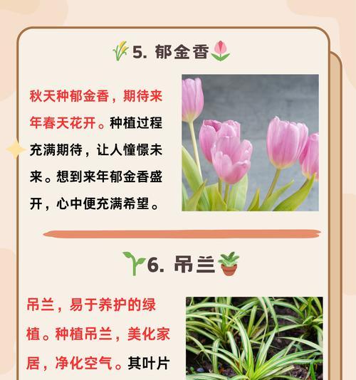 橘花的花语代表什么含义？