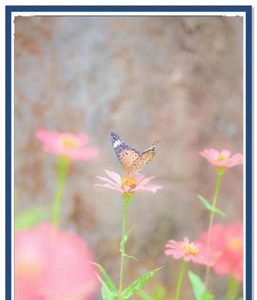 橘花的花语代表什么含义？