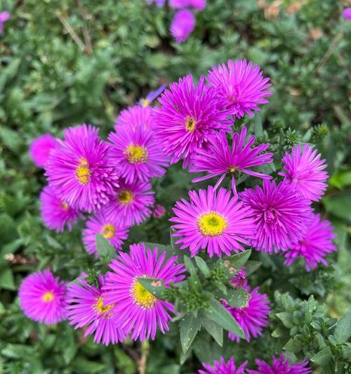 玫红色荷兰菊的花语有何特别之处？