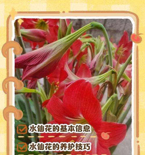 水仙花的花语有哪些不为人知的含义？