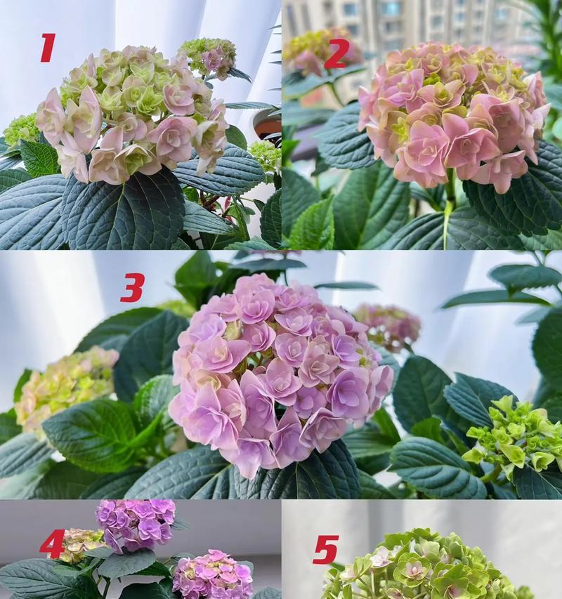 绣球花花语中的精灵王代表什么？