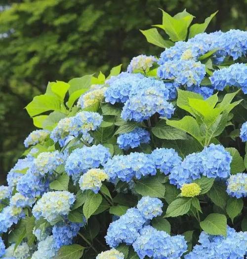 绣球花花语中的精灵王代表什么？