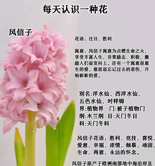 天门冬的花语背后有哪些传说？