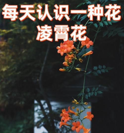哪种花的花语被认为是冷酷的？