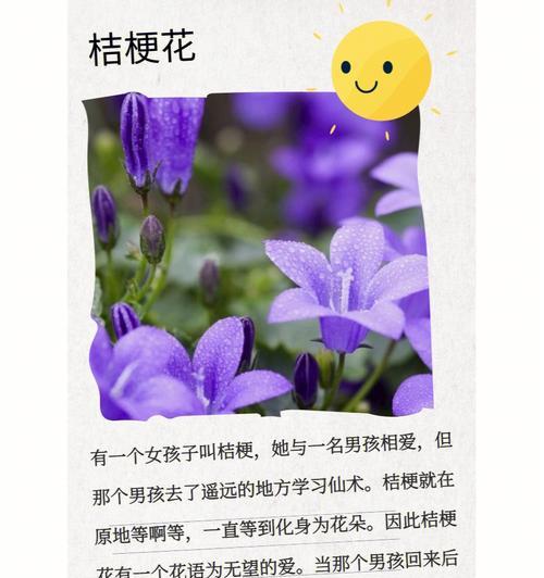 粉白色洋桔梗的花语有何含义？
