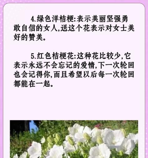 粉白色洋桔梗的花语有何含义？