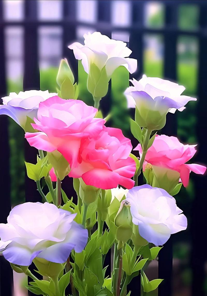 粉白色洋桔梗的花语有何含义？
