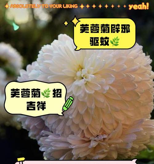 芙蓉花花语是什么？芙蓉花的含义有哪些？