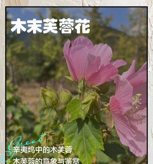 芙蓉花花语是什么？芙蓉花的含义有哪些？