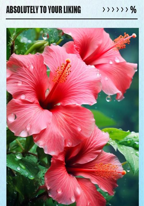 芙蓉花花语是什么？芙蓉花的含义有哪些？