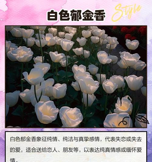 13支郁金香代表什么意义？郁金香花语有哪些？