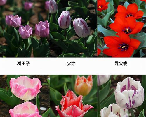 13支郁金香代表什么意义？郁金香花语有哪些？