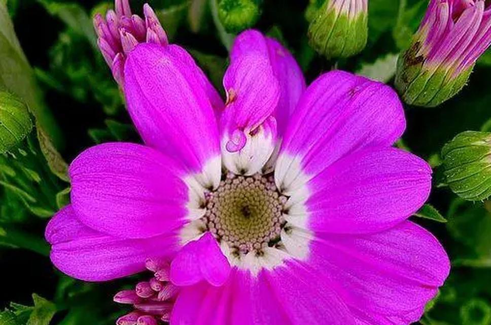 紫色瓜叶菊花语是什么？瓜叶菊的花语有何寓意？