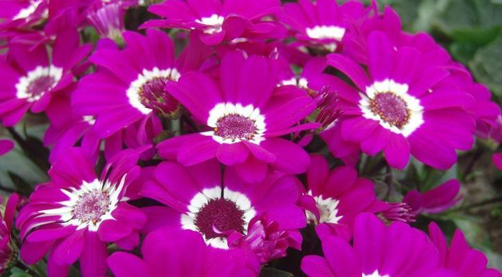 紫色瓜叶菊花语是什么？瓜叶菊的花语有何寓意？