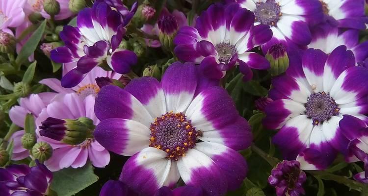 紫色瓜叶菊花语是什么？瓜叶菊的花语有何寓意？
