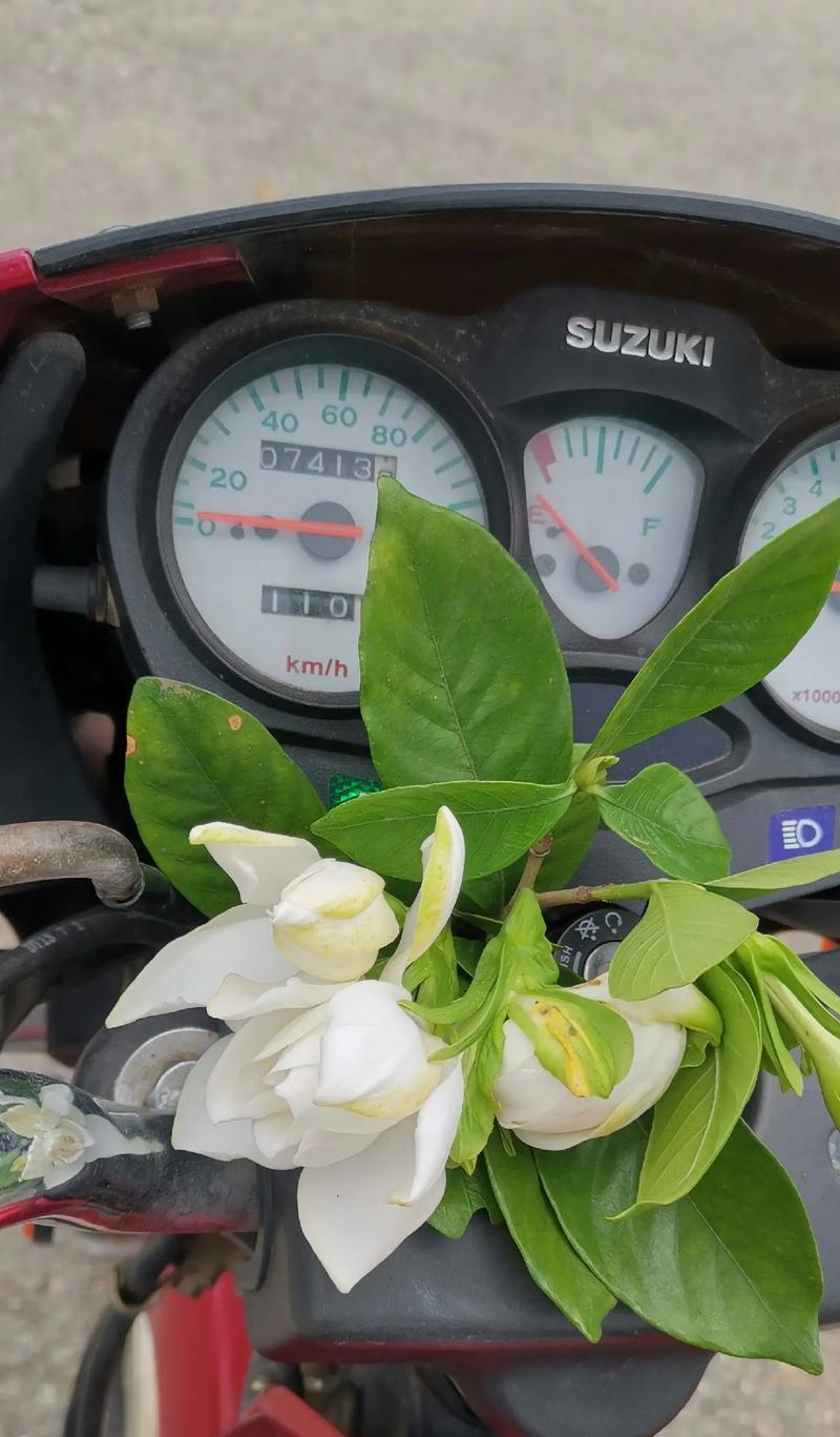 栀子花用于祭拜时的花语是什么？栀子花祭拜的含义是什么？