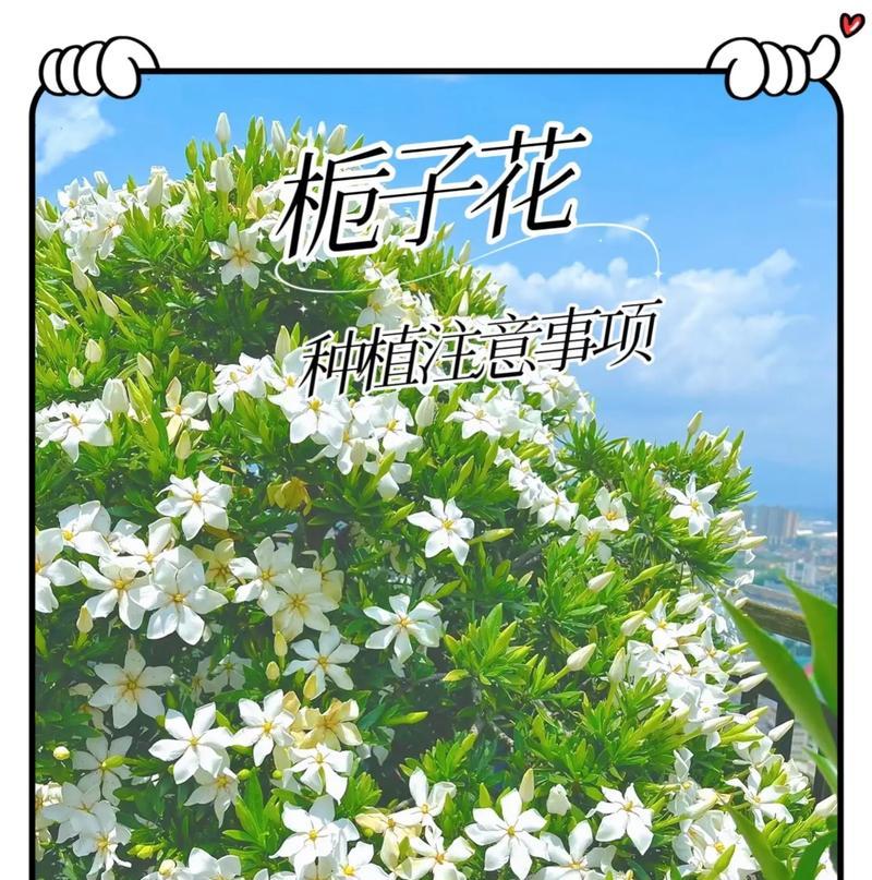 栀子花用于祭拜时的花语是什么？栀子花祭拜的含义是什么？