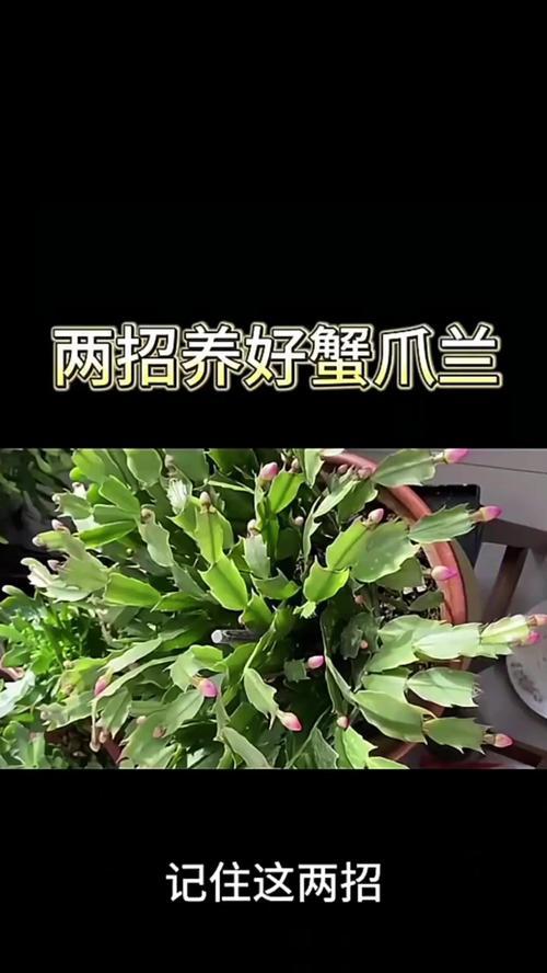 蟹抓兰的花语如何形容？蟹抓兰的花语是什么？