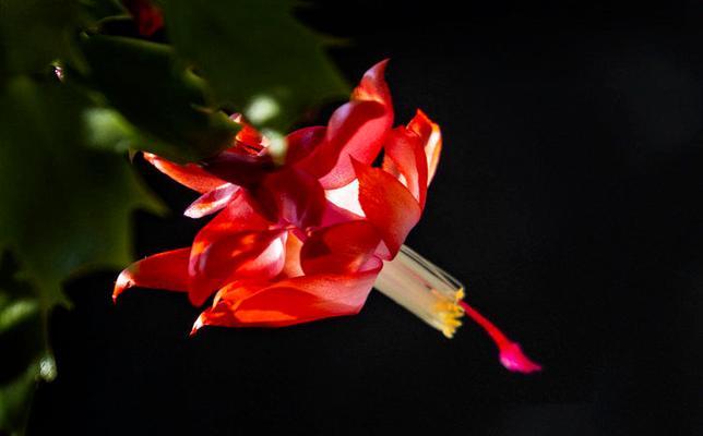 蟹抓兰的花语如何形容？蟹抓兰的花语是什么？
