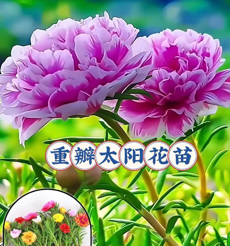 向日葵花语有几个？向日葵的花语代表什么？