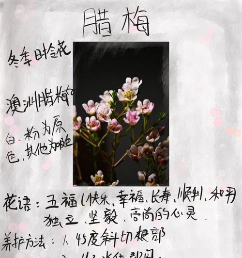 腊梅花的花语寓意是什么？腊梅花语有哪些含义？