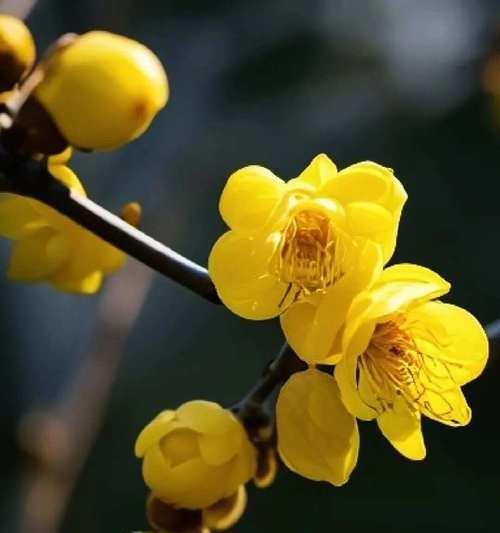 腊梅花的花语寓意是什么？腊梅花语有哪些含义？