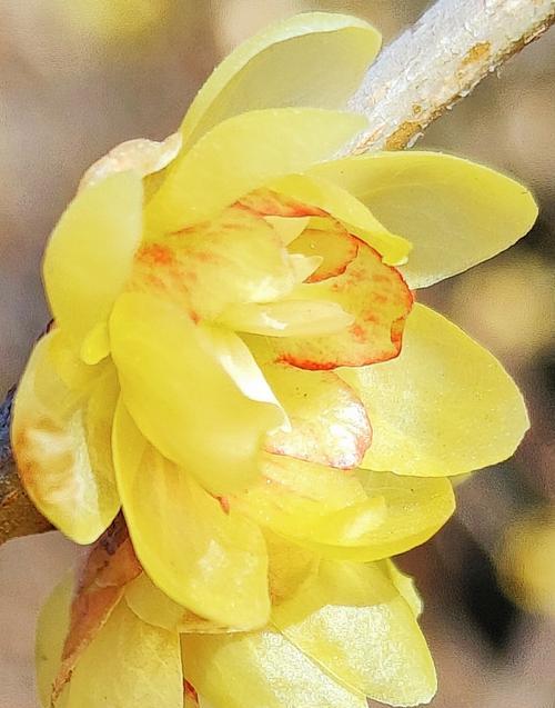 腊梅花的花语寓意是什么？腊梅花语有哪些含义？
