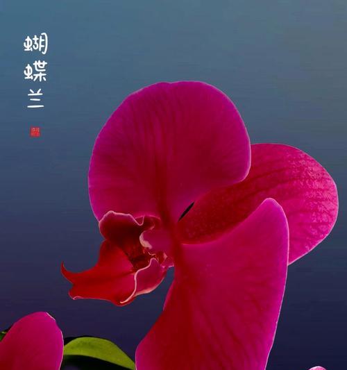 蝴蝶兰有哪些花语？各种蝴蝶兰的花语分别是什么？