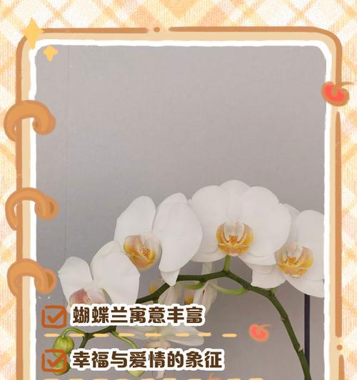 蝴蝶兰有哪些花语？各种蝴蝶兰的花语分别是什么？