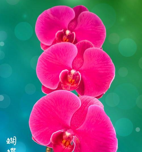 蝴蝶兰有哪些花语？各种蝴蝶兰的花语分别是什么？
