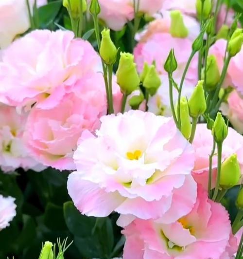 粉色洋桔梗的花语是什么？洋桔梗花语有何特别之处？