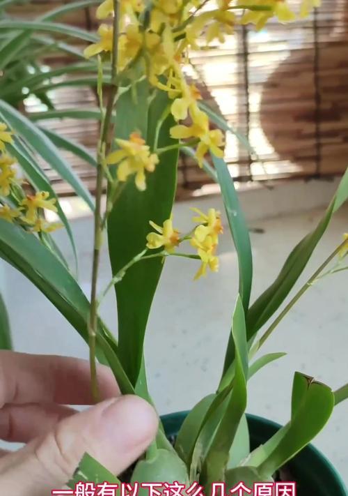 文心兰不同颜色的花语是什么？文心兰花语有何不同？