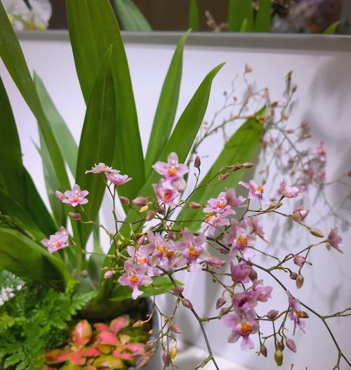 文心兰不同颜色的花语是什么？文心兰花语有何不同？