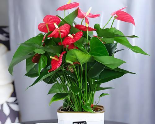 红掌的花语是什么？红掌花语有哪些寓意？