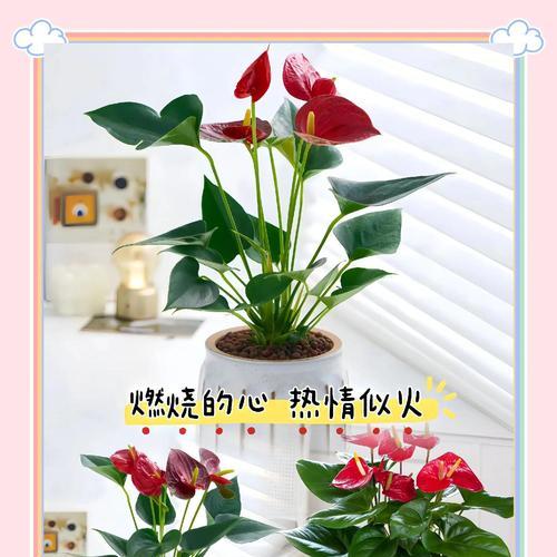 红掌的花语是什么？红掌花语有哪些寓意？